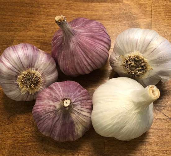 little-salt-creek-farm-garlic-varieties